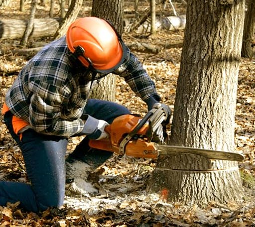Tree Removal in Irvington, VA